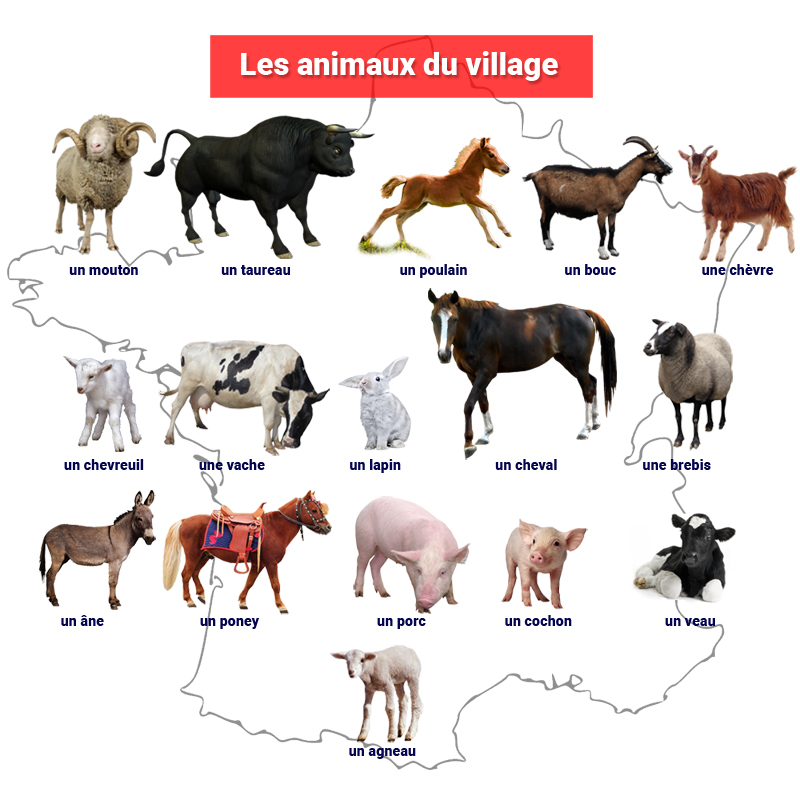 Животные из деревни